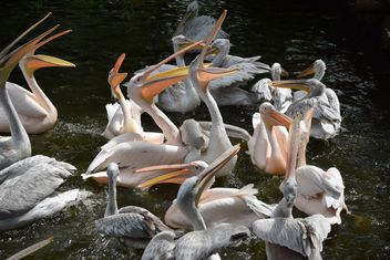 Pink Pelicans - image #229477 gratis