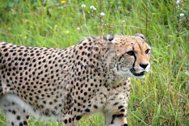 Cheetah on green grass - image #229507 gratis