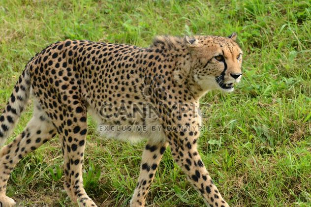 Cheetah on green grass - image #229527 gratis