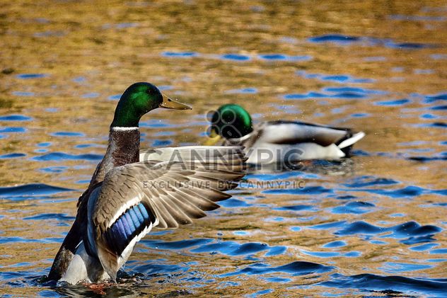 Duck in the pond flapping its wings - Free image #271907