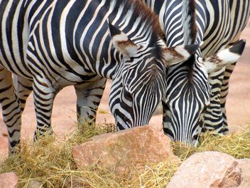 Zebras in the zoo - Free image #271997