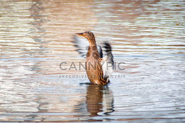 Wild duck on lake - image #273177 gratis