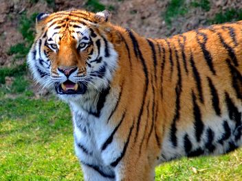 Tiger in Park - image gratuit #273637 
