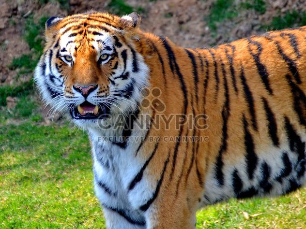 Tiger in Park - Free image #273637