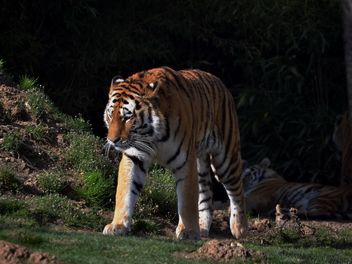 Tiger in Park - image gratuit #273647 