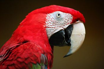 Red Macaw parrot - image gratuit #274757 