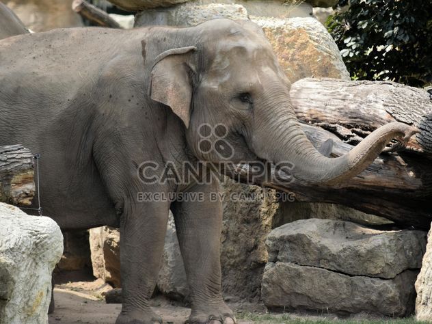 Elephant in the Zoo - Free image #274947
