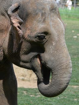 Elephant portrait - Kostenloses image #274957