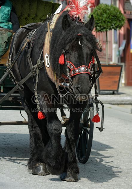 Black Horse dran in carriage - image gratuit #275067 