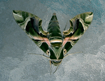 Moth - image #275327 gratis