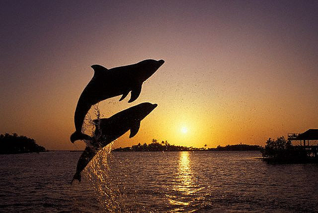 leaping_dolphins - image gratuit #275337 