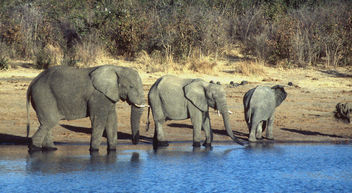 elephants - Kostenloses image #275377