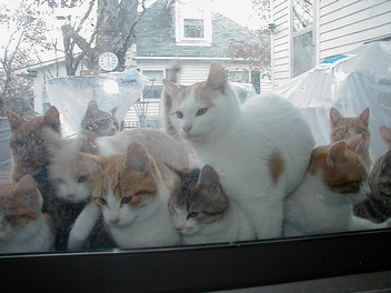 25 cats in closeup - Kostenloses image #275397
