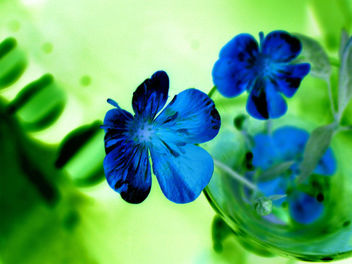 Blue flower - Kostenloses image #275967