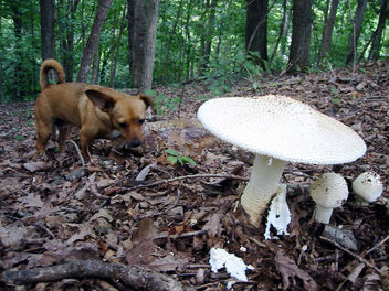 Annie Encounters a Mushroom - Free image #276047