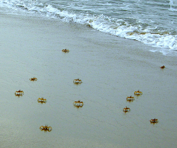 Sand Crabs - бесплатный image #277197