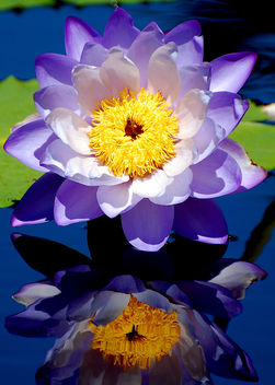 Hardy Waterlily - Kostenloses image #277347