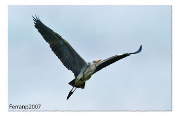 Bernat pescaire en vol 01 - Garza real en vuelo - Grey heron in flight - Ardea cinerea - Kostenloses image #277537