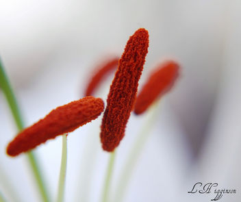 Lily Buds - Kostenloses image #277557