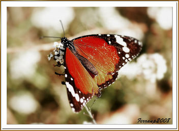 mariposa tigre - butterfly - papallona - бесплатный image #277917