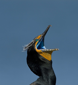Double-crested Cormorant (Phalacrocorax auritus) - image gratuit #277927 
