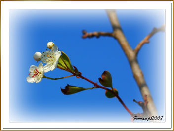 El despertar de la primavera - the awakening of the spring - image gratuit #277957 
