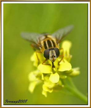mosca de las flores 02 - hoverfly - Helophilus sp. - image gratuit #277987 