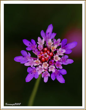 flor silvestre - бесплатный image #278017