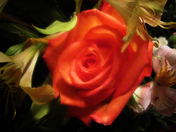 This rose... - image #278127 gratis