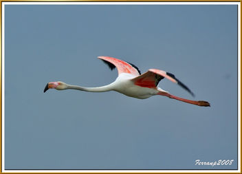 flamencs volant 07 - flamencos en vuelo - greaters flamingos in fligth - phoenicoterus ruber - image #278237 gratis