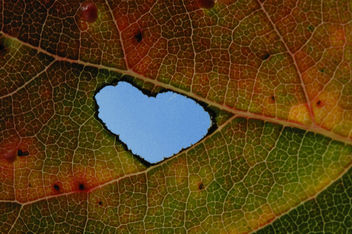 Heart in Leaf 021 - Free image #278687