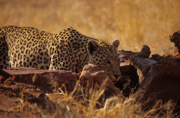 Namibia. mazzaliarmadi.it wildlife - бесплатный image #278707