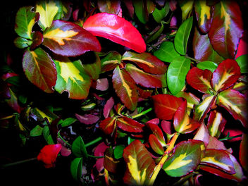colourful autumn - Kostenloses image #279077