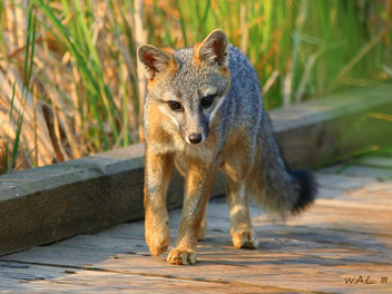Young Grey Fox! - бесплатный image #279647