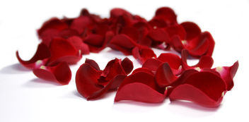 Flowers 8_Red_Rose_Petals - Free image #279737