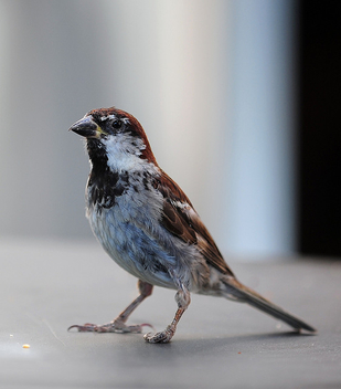 The lone sparrows ... - image gratuit #280317 