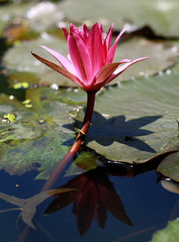 Ever seen a three dimensional view of a lotus flower? (Explore. Aug 23, 2009) - бесплатный image #280327
