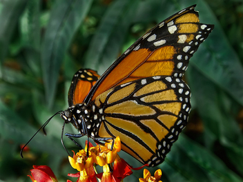 Farfalla a pois - image gratuit #280417 