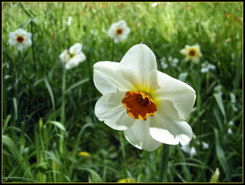 Daffodils au naturale - image gratuit #280477 