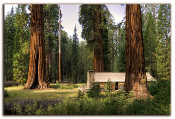 Secuoyas gigantes, giant sequoias. - Kostenloses image #280547