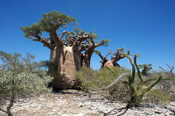 baobao trees in spiny forest - бесплатный image #280737