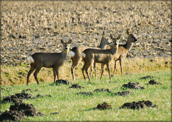 Wild deer....so shy and always together - image gratuit #280847 
