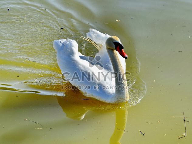 White swan - Kostenloses image #280977