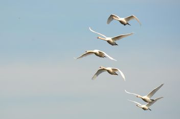 White swans flying - бесплатный image #280997