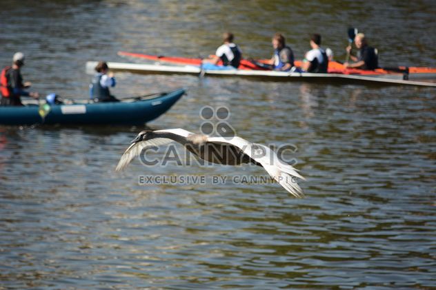 Swan flying over the lake - бесплатный image #281007