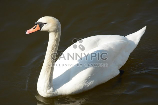 Swan on the lake - image #281017 gratis