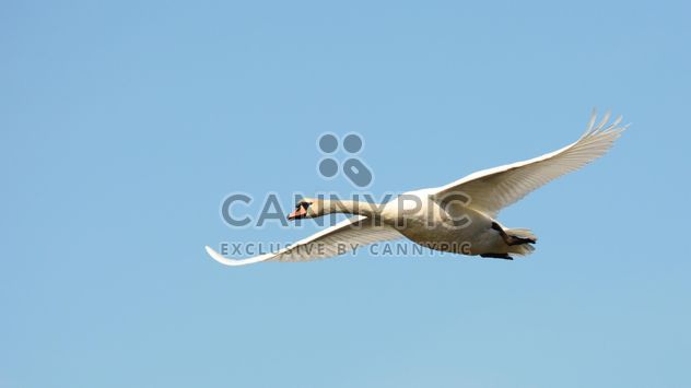 Swan flying high - Free image #281027