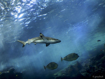 black-tipped reef shark - бесплатный image #281227