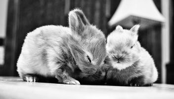 Baby bunnies - image gratuit #281407 