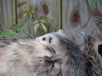 Opossum with baby in my backyard - image gratuit #281437 